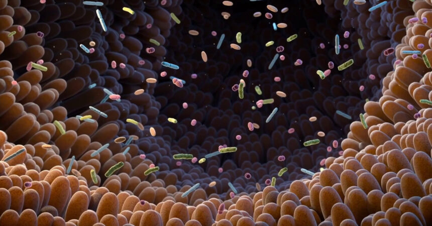 Il microbiota intestinale potenzia l’immunoterapia