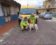 Napoli, cantonieri Anas salvano cane. Si cerca proprietario