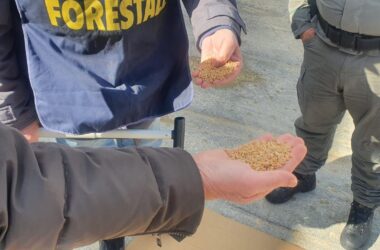 La Regione intensifica i controlli sul grano estero in arrivo a Pozzallo