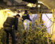 Bunker con 119 piante e 75 chili marijuana, un arresto nel siracusano